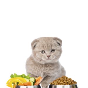 Cat food supplements