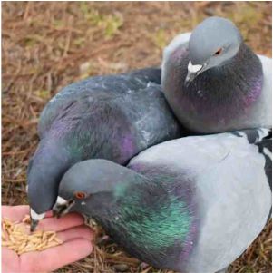 Food for Pigeons