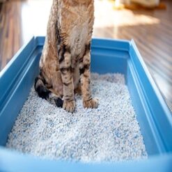 Άμμος γάτας