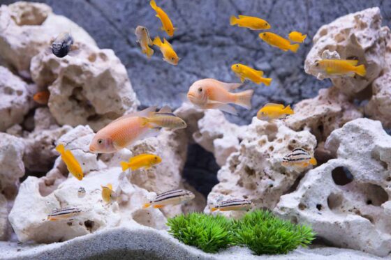 Fish Tank Sizes min